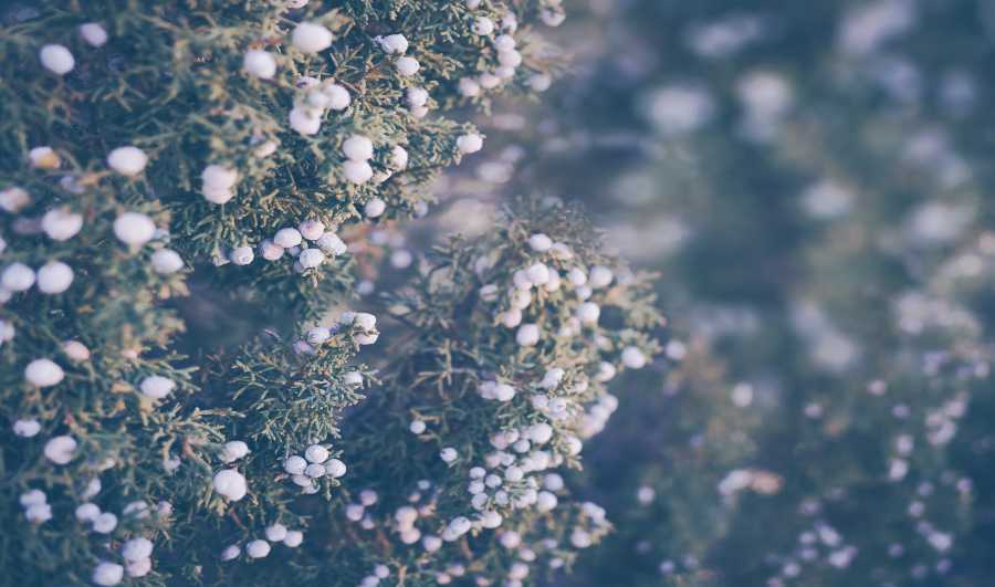 An evergreen bush with white buds on. These bushes are a common feature at winter weddings and kids wedding attire often features them as part of their accessories