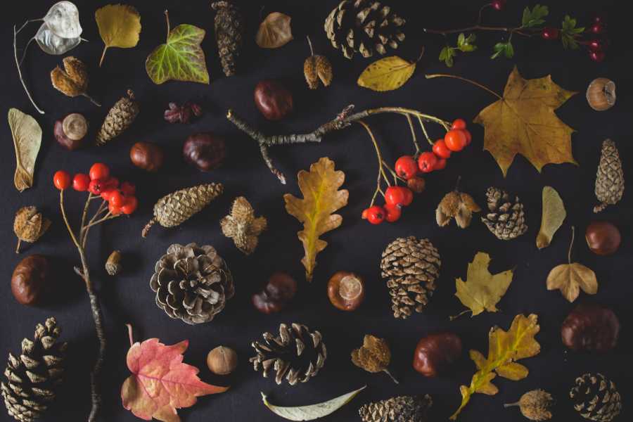 Autumn Leaves, Seeds and Berries