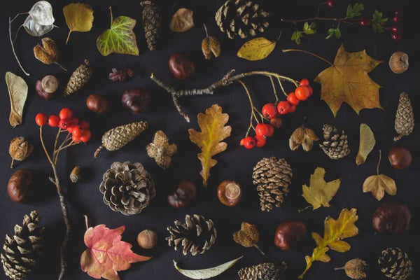 Autumn Leaves, Seeds and Berries 